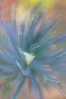 USA, Washington State, Seabeck. Multiple exposure abstract of euphorbia flower. Art Print
